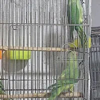 جوجه ملنگو پنج‌ ماهه|پرنده|محمدیه-قزوین, |دیوار