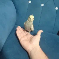 جوجه عروس هلندی|پرنده|گرگان, |دیوار