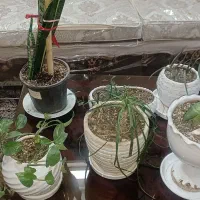 گل و گلدان|گل و گیاه طبیعی|تهران, زنجان جنوبی|دیوار