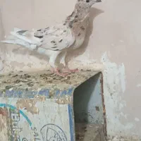 جوجه سرور زرد