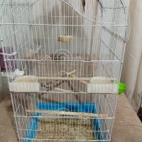 ۴ عروس هلندی، دستی، قفس و وسایل کامل|پرنده|قرچک, شهرک طلائیه|دیوار