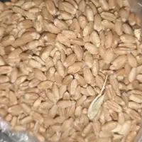 گندم چمران