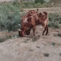 بز نر و ماده دوقلو دار افغانی پاکستانی