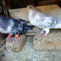 کلاغ کربلایی سینه دم سفید زرد کرمانی ساده مگسی|پرنده|مشهد, آزادشهر|دیوار
