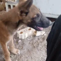 سگ ژرمن