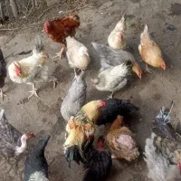 تخم مرغ محلی نطفه دار|حیوانات مزرعه|قائمشهر, |دیوار