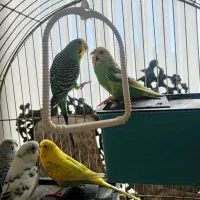 مرغ عشق مسته مست