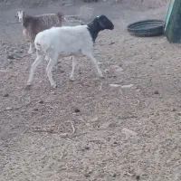 فروش شیشک قوچی و بز