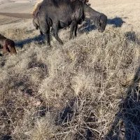 فروشسهراسگوسفندهشیشکیکراسبز|حیوانات مزرعه|کوراییم, |دیوار