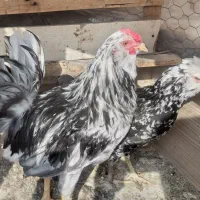 خروس نقره ای. سفید. کاکل.ریشدار. چهل تاج تخت