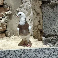 کفتر|پرنده|همدان, |دیوار