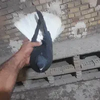 یک عدد دمسفید نر|پرنده|اهواز, کمپلو جنوبی|دیوار