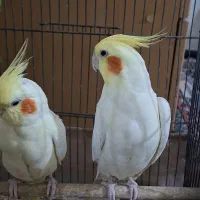 ی جفت عروس هلندی لوتینوبا ۴ تخم