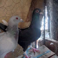 کفتر گوک فروشی