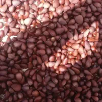 الوک(بادام کوهی)شیرین