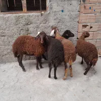 بره های ماده جنس دارداشتی