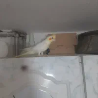 عروس هلندی گم شده