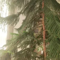 کاج مطبق