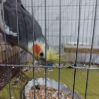 عروس هلندی سخن گو۵۰۰