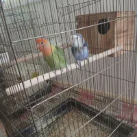 یک جفت طوطی برزیلی سخنگو دستی|پرنده|شهریار, شهرک نماز (دینار آباد)|دیوار