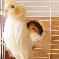 عروس هلندی،طوطی برزیلی،مرغ عشق|پرنده|کرج, ساسانی (قلمستان)|دیوار