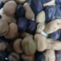 جو آبی، باقله،گندم بذری، کود شیمیای|خدمات باغبانی و درختکاری|بروجرد, |دیوار