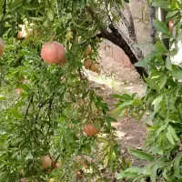 فروش انار درجه یک شهر چترود