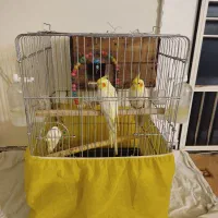 عروس هلندی لوتینو جفت دستی مولد|پرنده|تاکستان, |دیوار