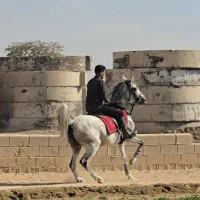 فروش مادیان کُرد بی نهایت دمگیر