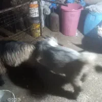 ۲عددتیشتر نر چاق اخلاقی دارم فروشی|حیوانات مزرعه|شوشتر, |دیوار