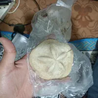 سنگ فسیلی