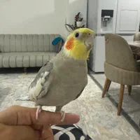 عروس هلندی مولد سخنگو|پرنده|رودسر, |دیوار