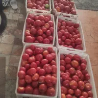 رب گوجه|خوردنی و آشامیدنی|کرج, شهرک اوج|دیوار