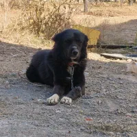 سگ قهدریجانی نر