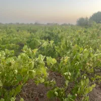 مزرعه ی انگوور پربار در میحطی دنج و آروم
