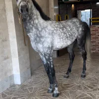 نریون کرد زیبا و قدرتمند