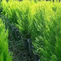 کاج لاوسون گلدان۳/۵و۱۲|گل و گیاه طبیعی|کلاچای, |دیوار