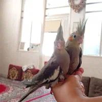 عروس هلندی دوماهه