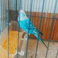 مرغ عشق|پرنده|دوگنبدان, |دیوار