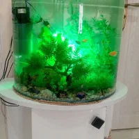 فروش آکواریوم شیشه خم.|ماهی|نیشابور, شهرک فرهنگیان|دیوار