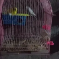 معاوضه نیستم ،(فروشی)|پرنده|قره ضیاالدین, |دیوار