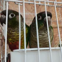 فروش گرینجیک