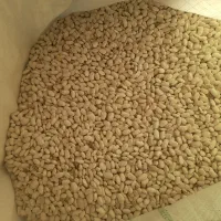 لوبیا سفید