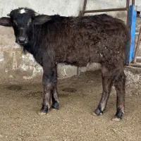 فروش ۳ گاومیش پر شیر با گوساله زیرش