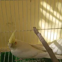 فروش یا معاوضه عروس هلندی ماده|پرنده|مشهد, وکیل‌آباد|دیوار