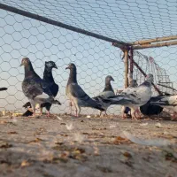 نرکفتر آلمانی|پرنده|مشهد, ایثار|دیوار
