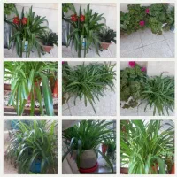 کل طبیی خانگی گندمی وشمدانی کاله ی کلدار