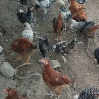 با این شماره تماس بگیرن***********