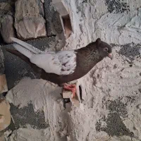 کفتر سینه قهوه‌ای ماده عروسک