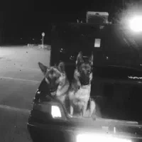 سگ ژرمن ورک|سگ|برخوار, |دیوار